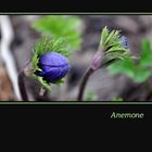 **Anemonenknospen**