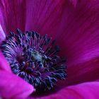 Anemonenmakro