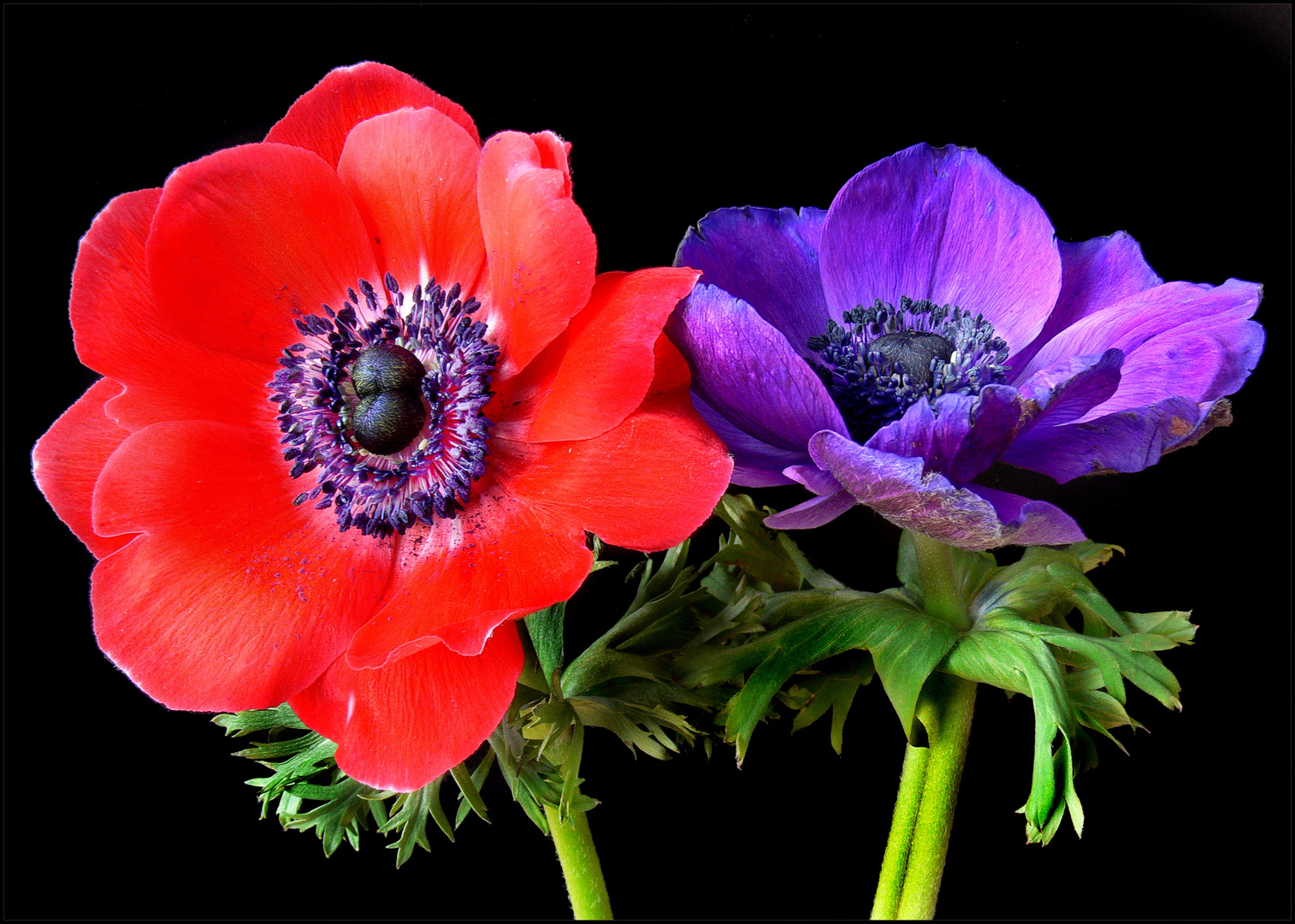  Anemonenpaar