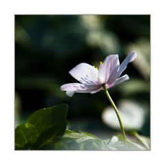 Anemonenschatten