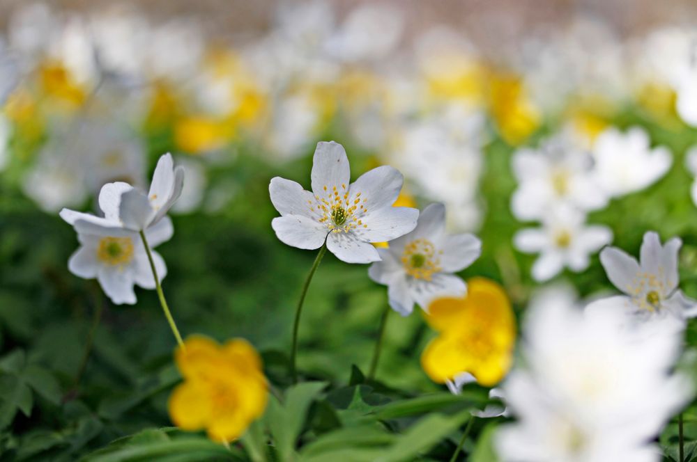 Anemonenvielfalt