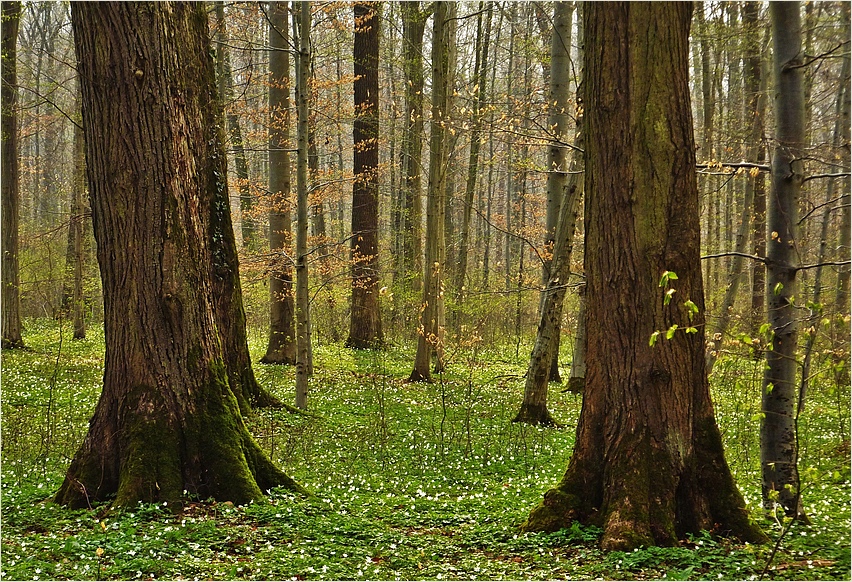 Anemonenwald