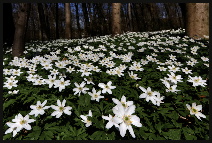 Anemonenwald