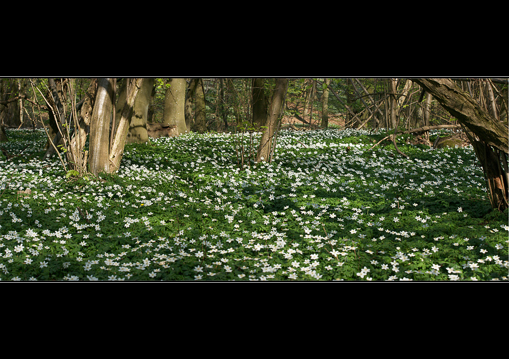 Anemonenwald