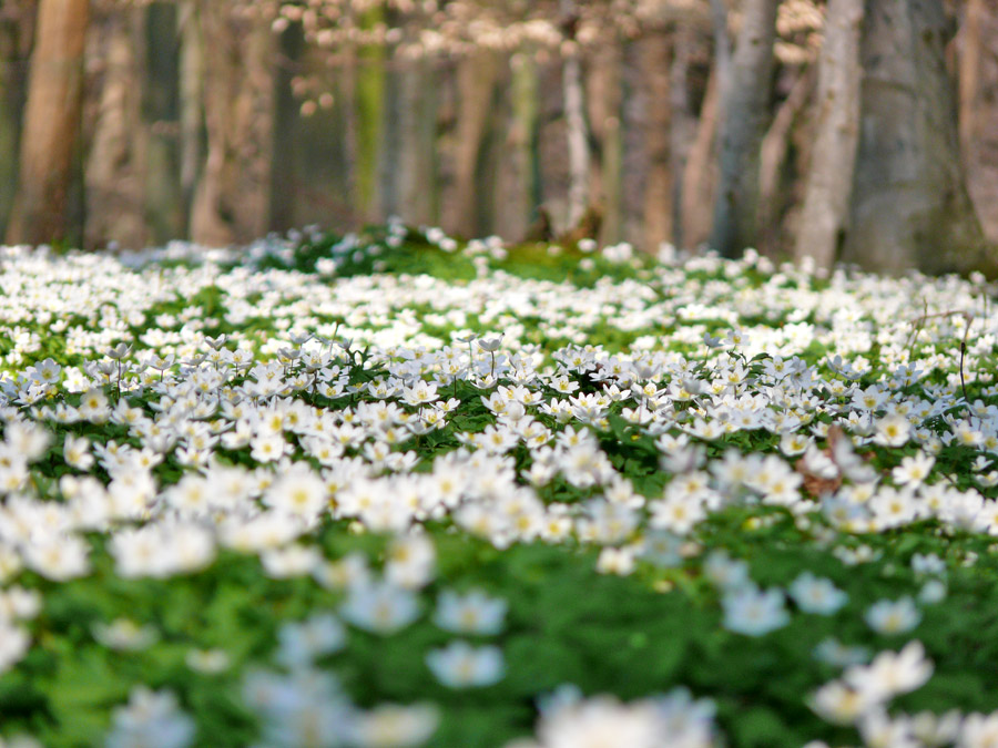 Anemonenwald