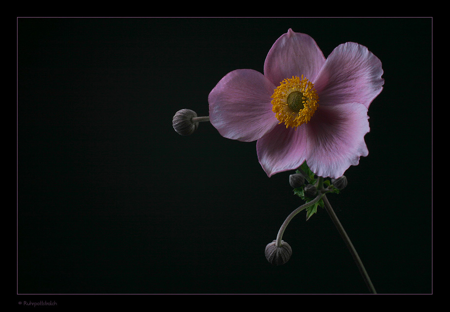 Anemonenzauber .....