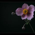 Anemonenzauber .....