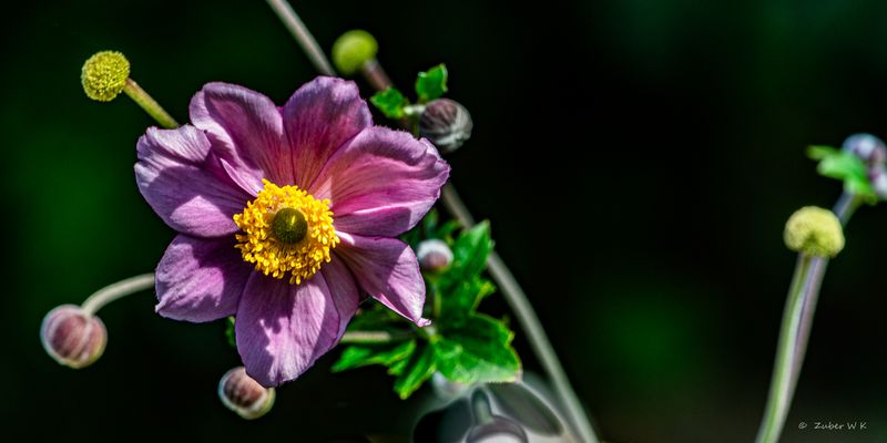 Anemonenzauber