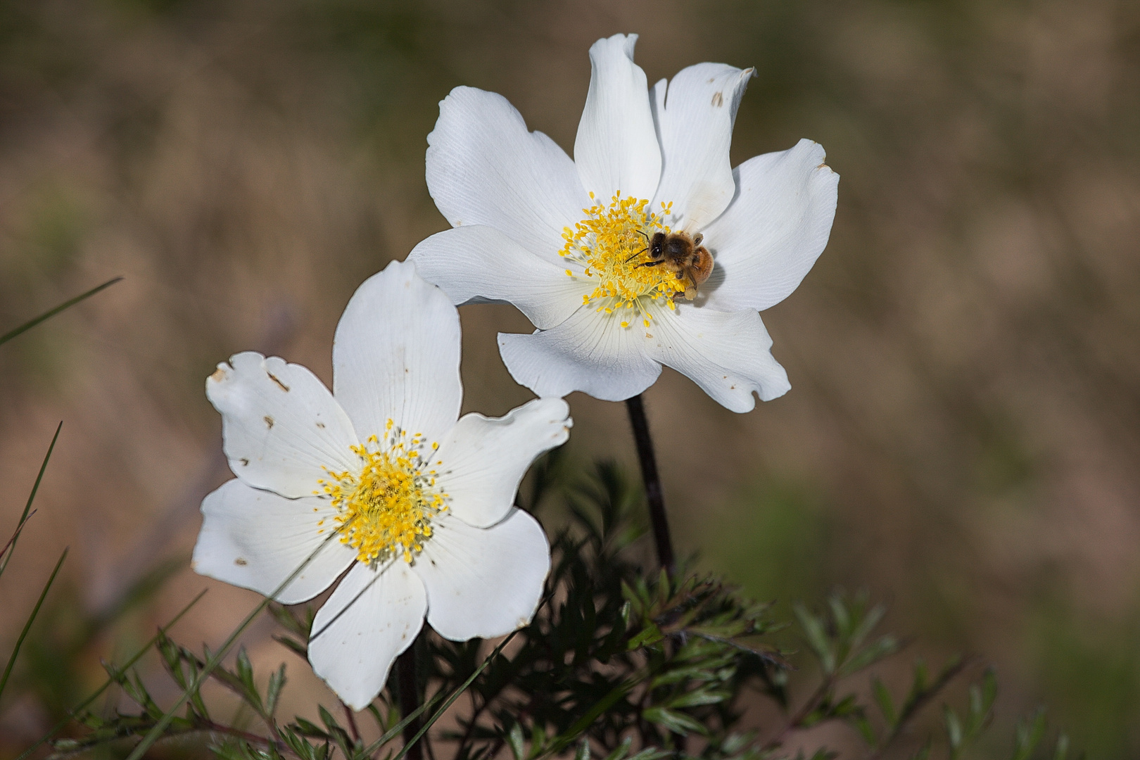 " Anemonenzeit"