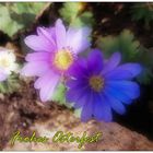 Anemonenzeit