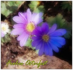 Anemonenzeit