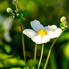 Anemonenzeit