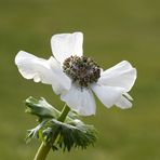 Anemonenzeit