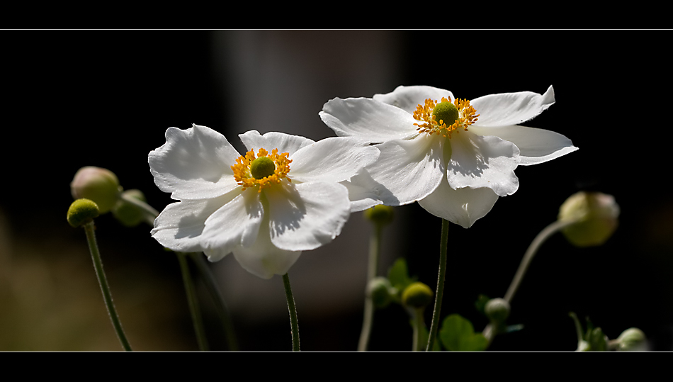 ~ Anemones ~