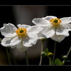 ~ Anemones ~