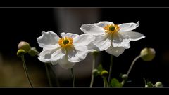 ~ Anemones ~