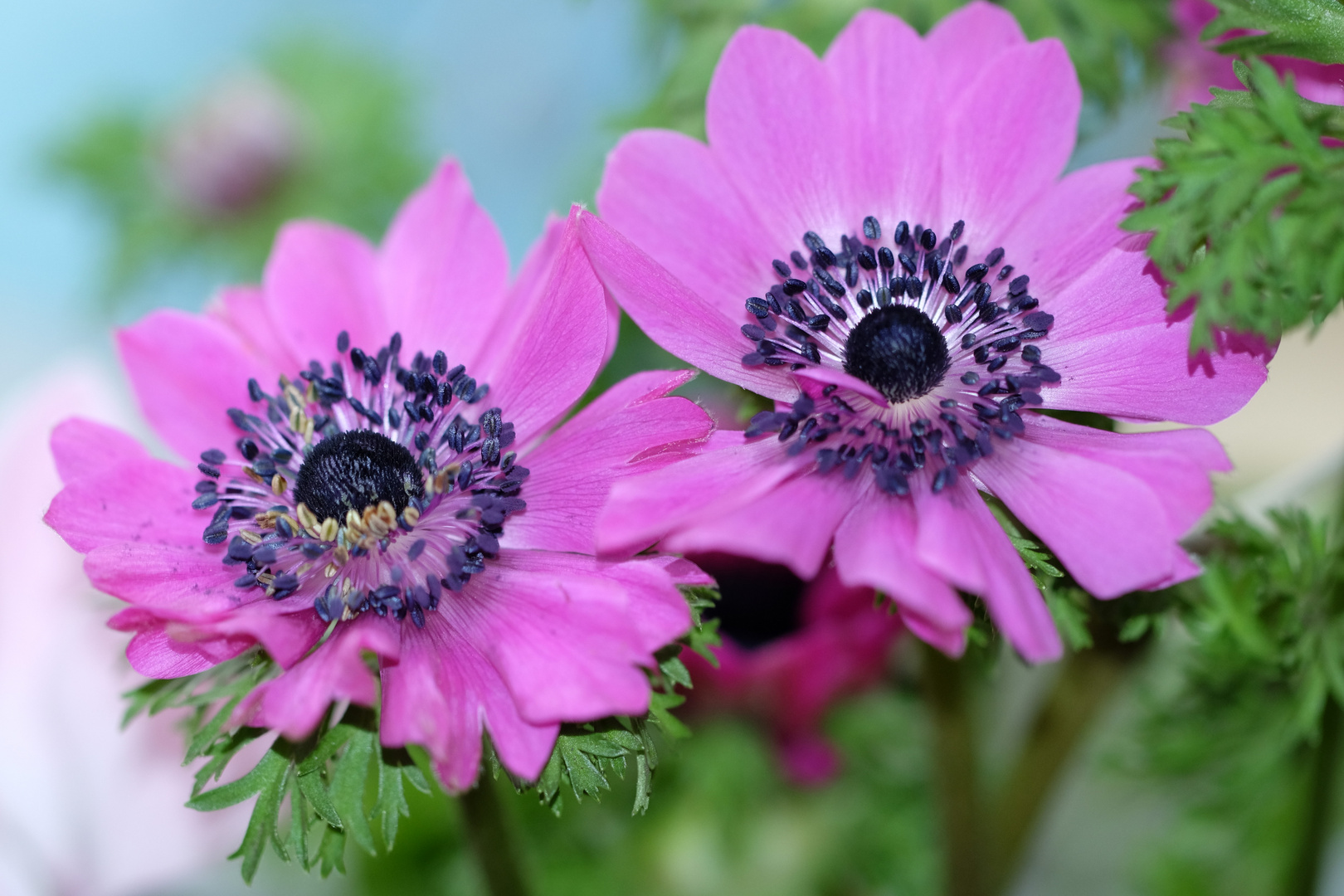 Anémones photo et image nature, fleurs, printemps Images