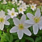 Anemones