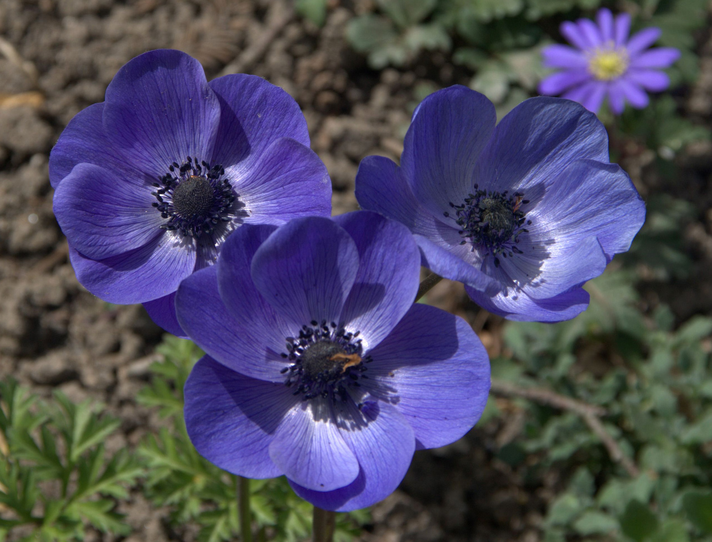 Anémones bleues