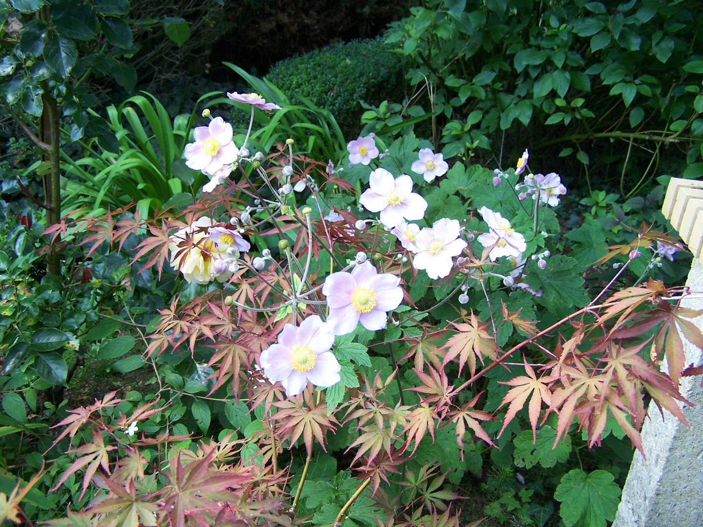 Anémones du Japon au jardin.