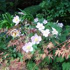 Anémones du Japon au jardin.