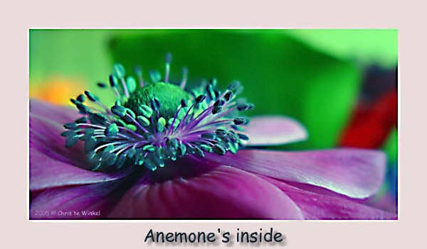 Anemone's inside