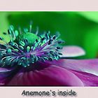 Anemone's inside