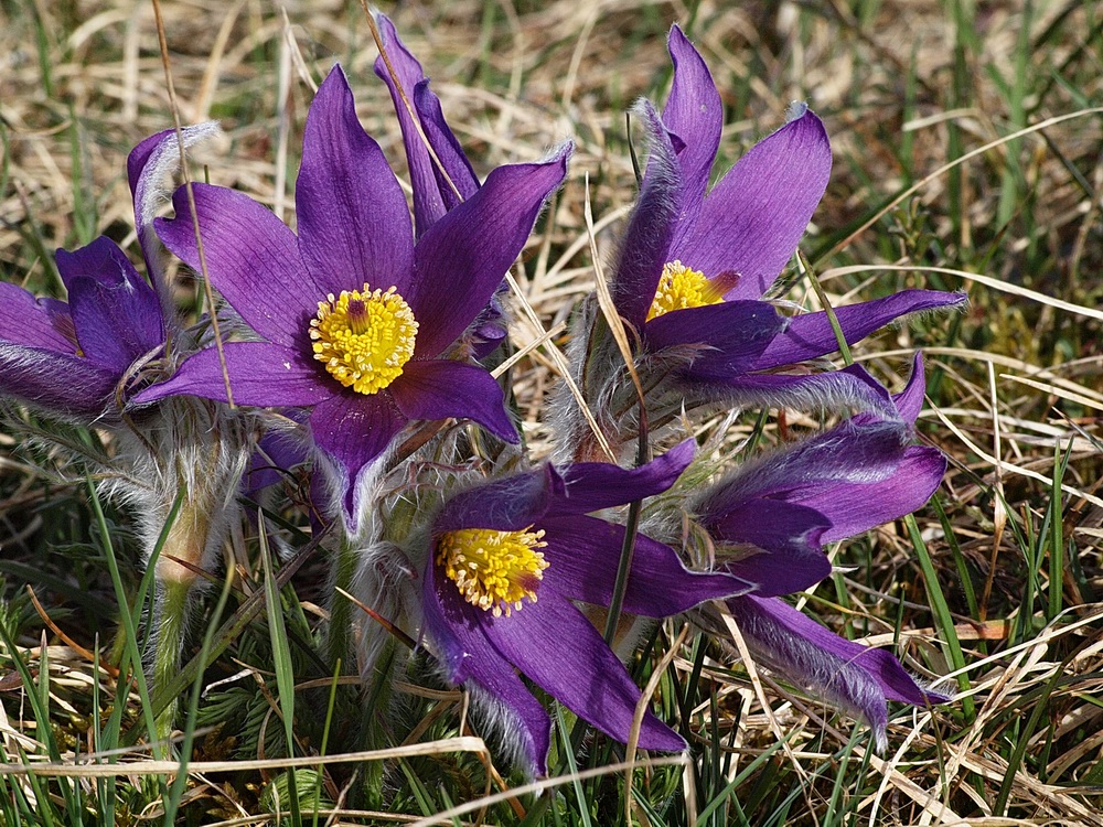 Anémones pulsatille .