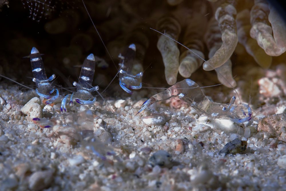 Anemoneshrimp