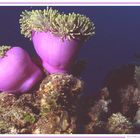 Anemoni