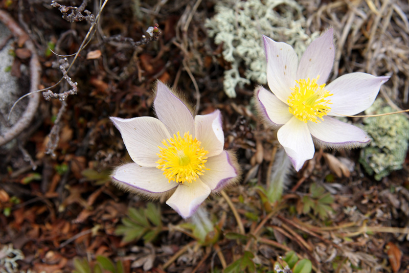 Anemoni