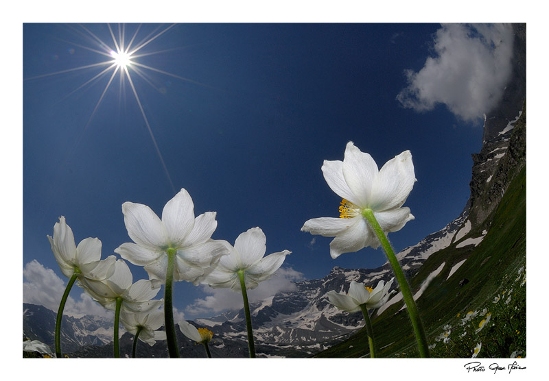 Anemoni ambientati