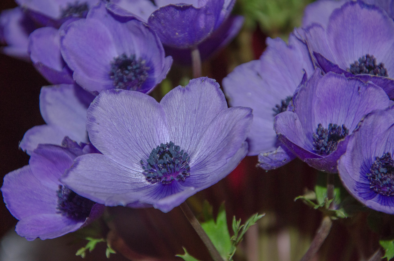 Anemoni in fiore