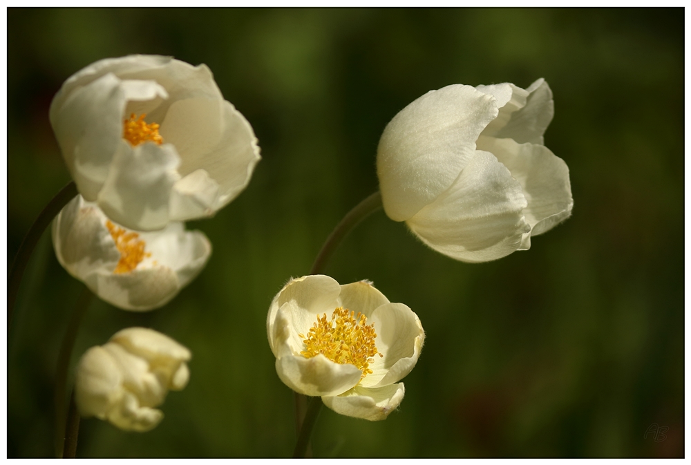 Anemonis...