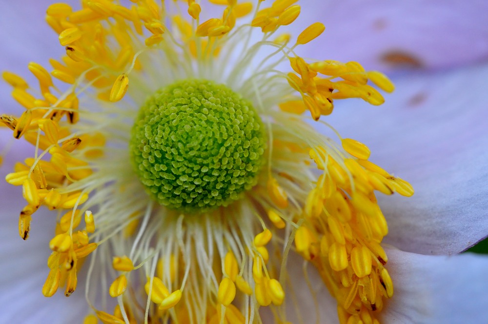 Anemonischer Blütenzauber