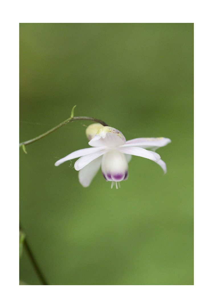 Anemonopsis-3