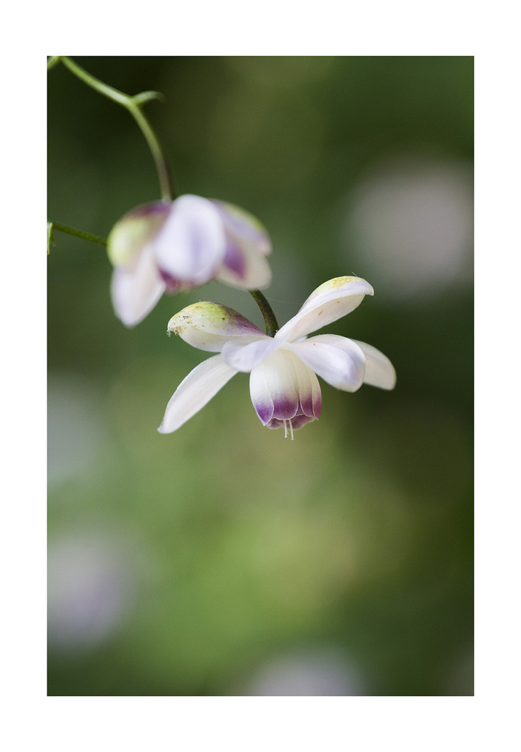 Anemonopsis-4