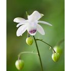 Anemonopsis-5