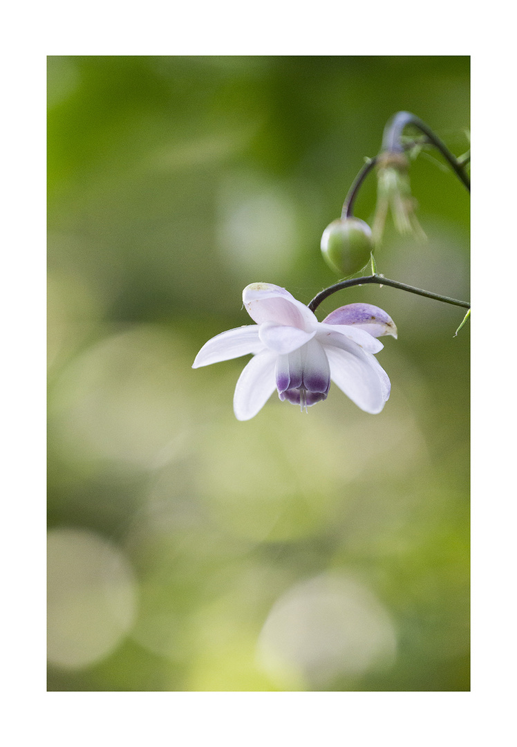 Anemonopsis-7