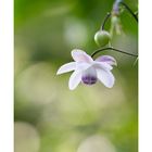 Anemonopsis-7