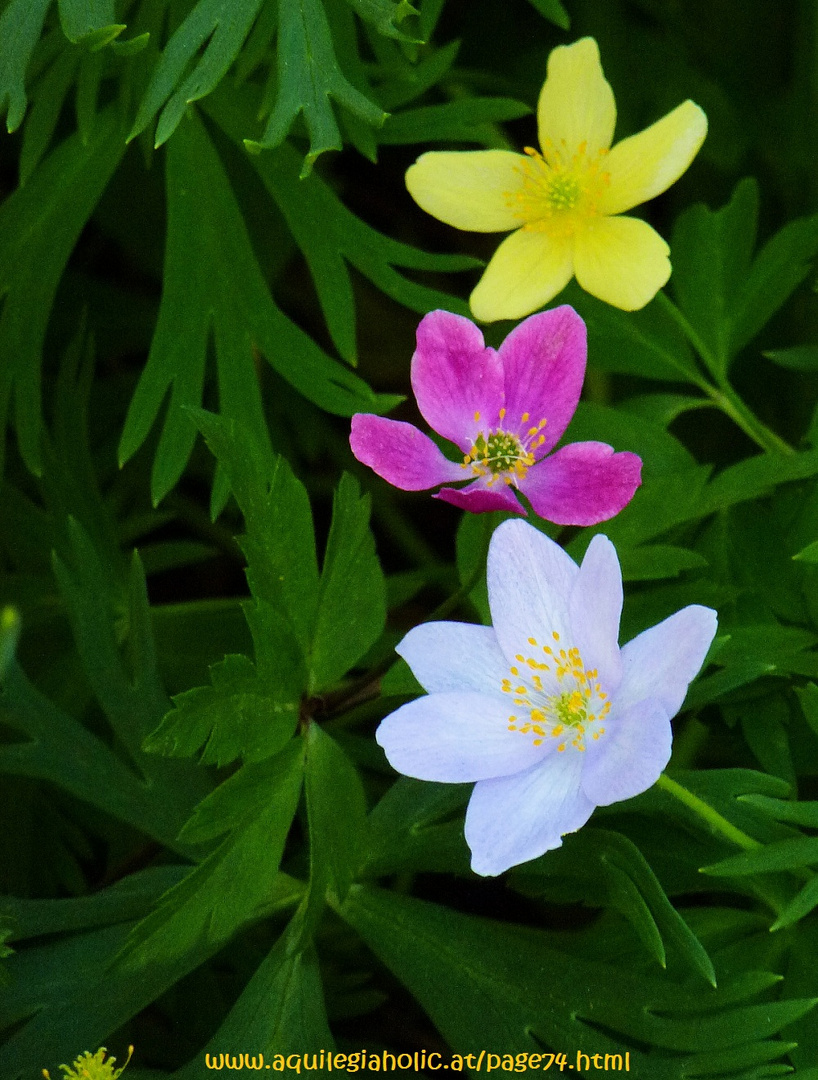 Anenome x lipsiensis "Pallida, A. "Monika Laner" und A. nemorosa "Lismore Blue"