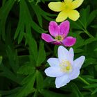 Anenome x lipsiensis "Pallida, A. "Monika Laner" und A. nemorosa "Lismore Blue"