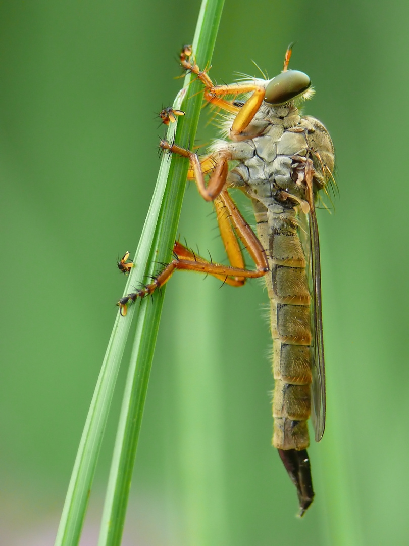 Aneomochtherus flavicornis