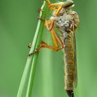 Aneomochtherus flavicornis