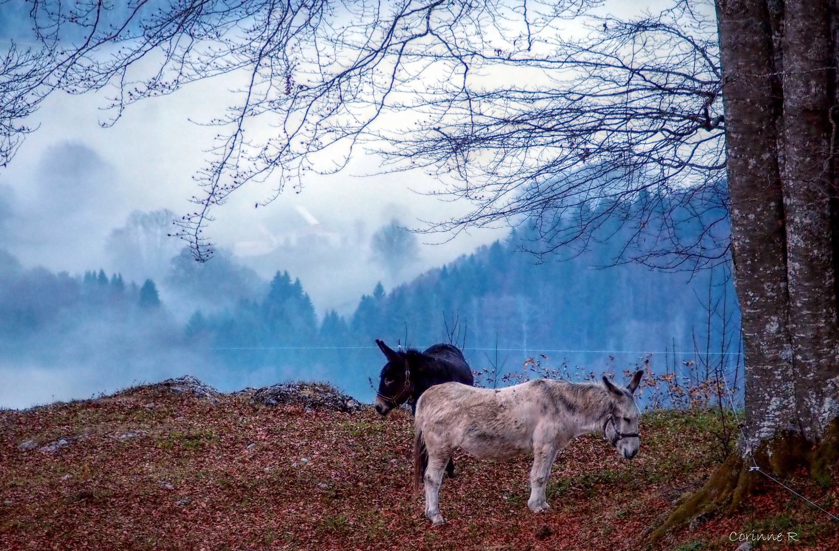 Anes dans la brume