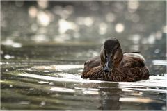 Anfängervogelfotografie