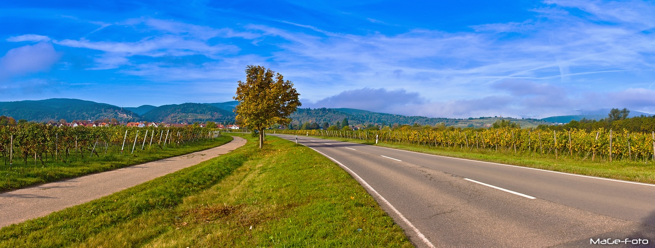 Anfahrt auf Wachenheim