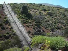 Anfahrt zum Teide