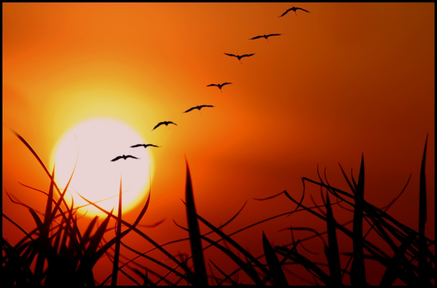 anfang von Veronika Pinke