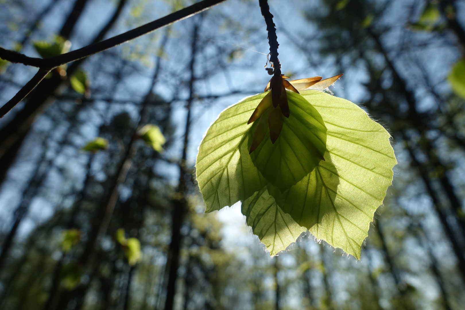 Anfang April im Wald